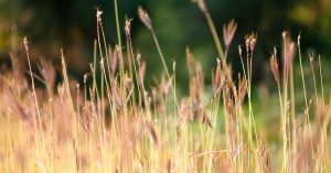 The Future of AI in Business: Trends, Challenges, and Opportunities