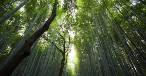 Exploring the Capabilities of Google Cloud AI APIs for Natural Language Processing
